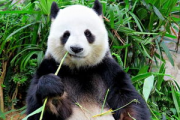 娱乐吃瓜酱功勋大熊猫,国宝传奇，熊猫界的明星风采